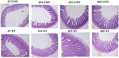 Changes in Growth Performance and Ileal Microbiota Composition by Xylanase Supplementation in Broilers Fed Wheat-Based Diets